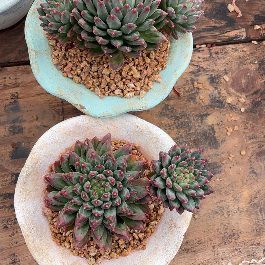 ┕***^多肉植物一物一拍