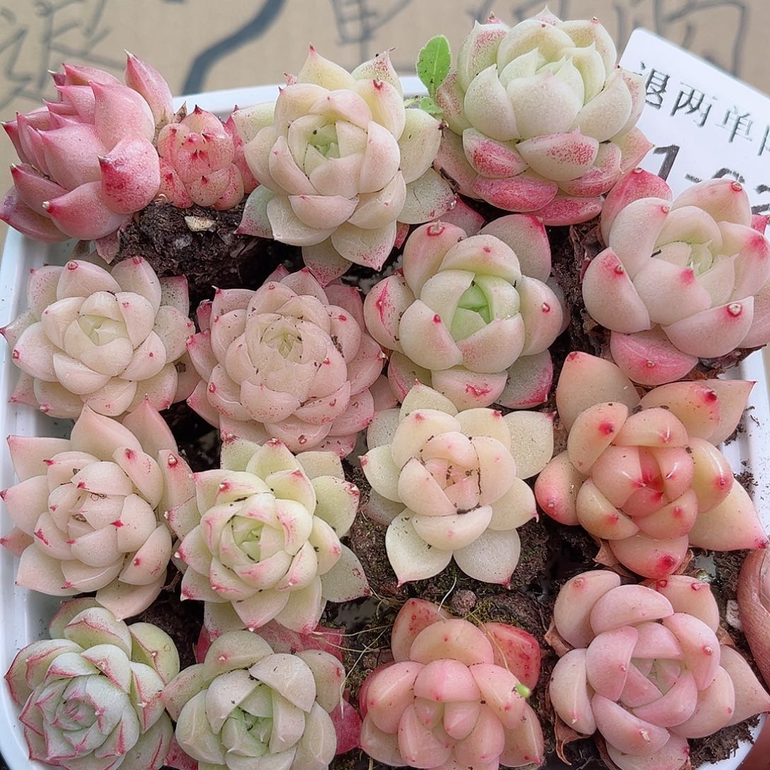 1-62新疆西藏内蒙不发12.8包邮23公分多肉