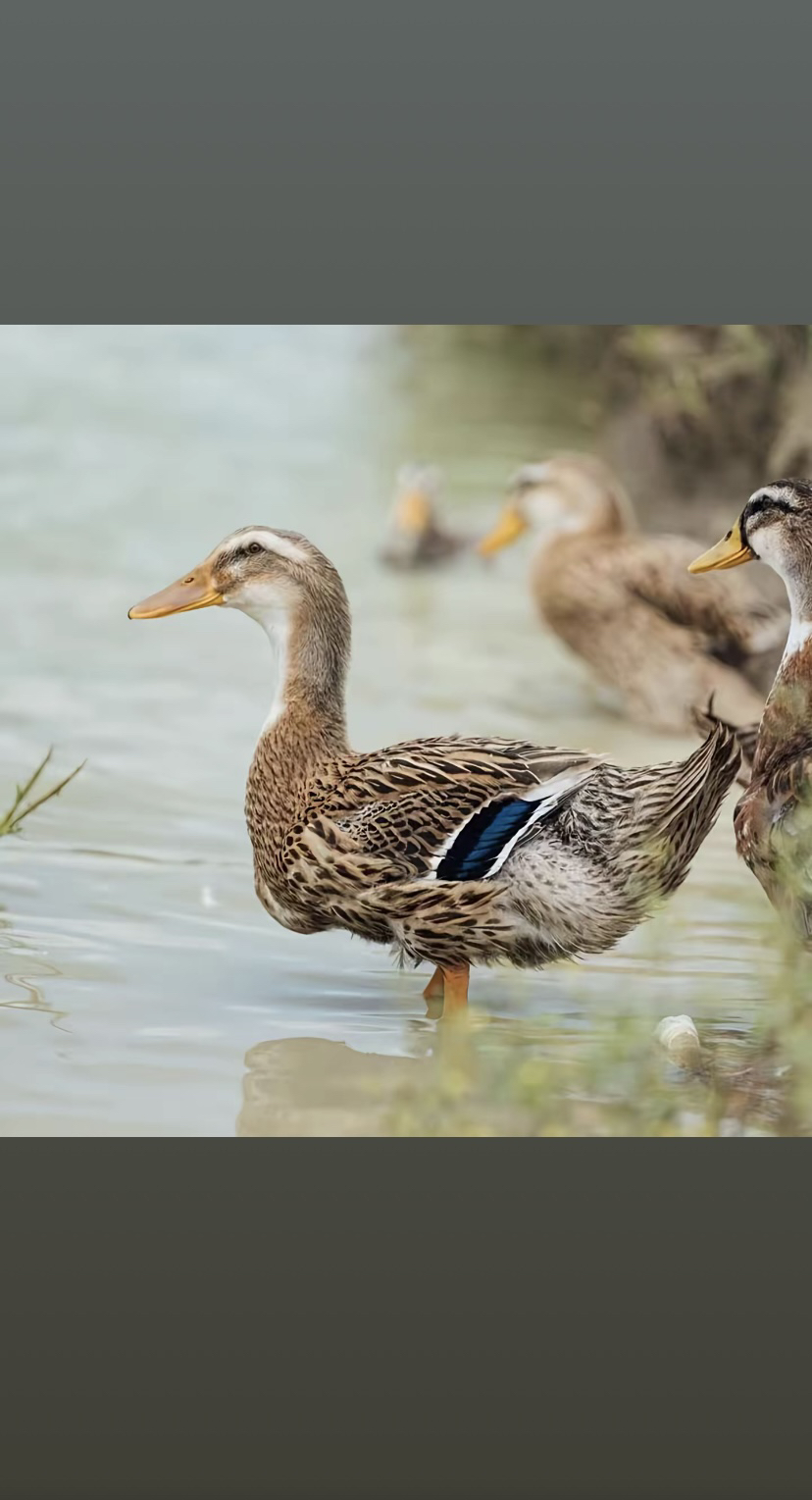 东北老鸭 炒 炖 煲汤