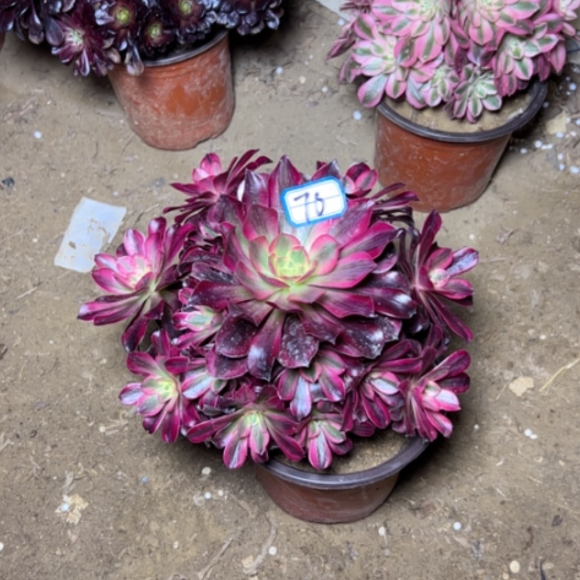 【闪购商品】恒**吟多肉植物美杜莎70