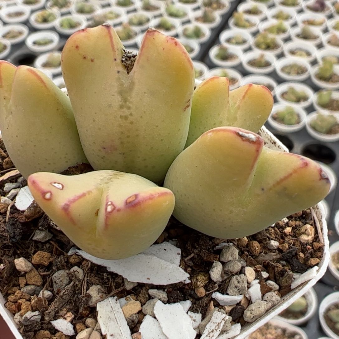 077多肉植物组合