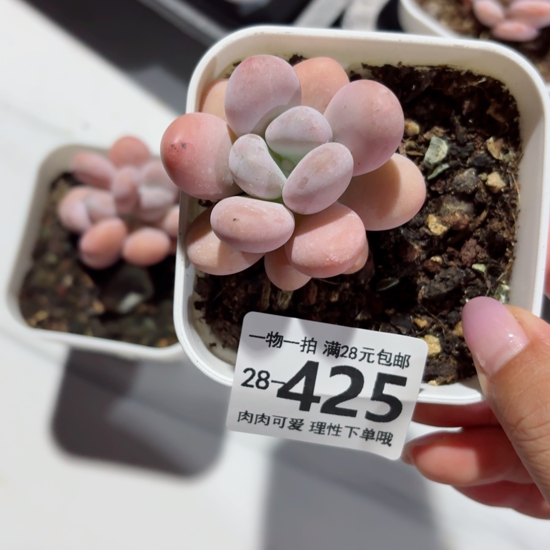 橙奶多肉无盆土发货无盆