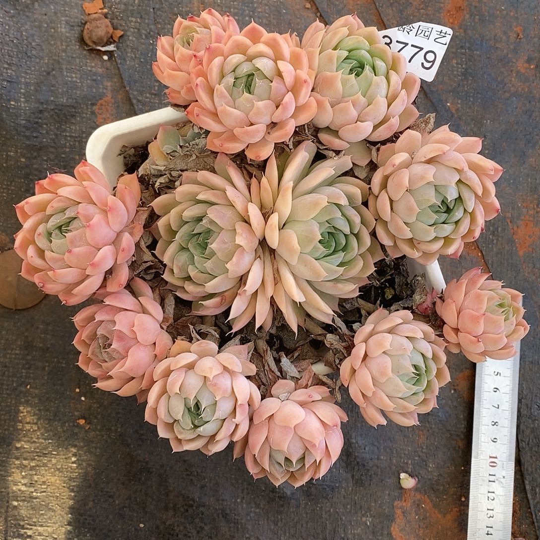 秋***歌3779掉头不售后～18厘米