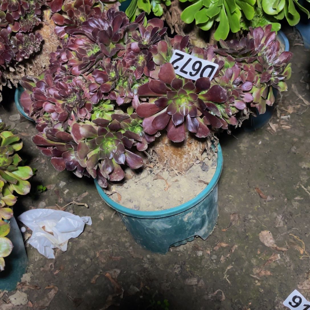 荷兰法师28////////52包邮