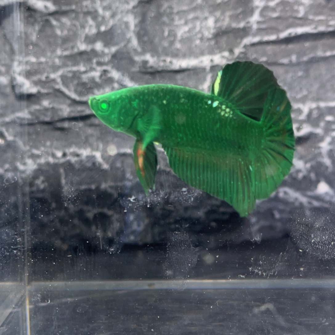 斗鱼绿魔碎星将军g