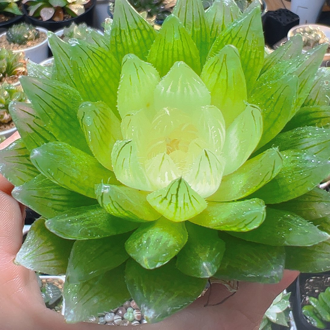 母本白娘子多肉多肉多肉