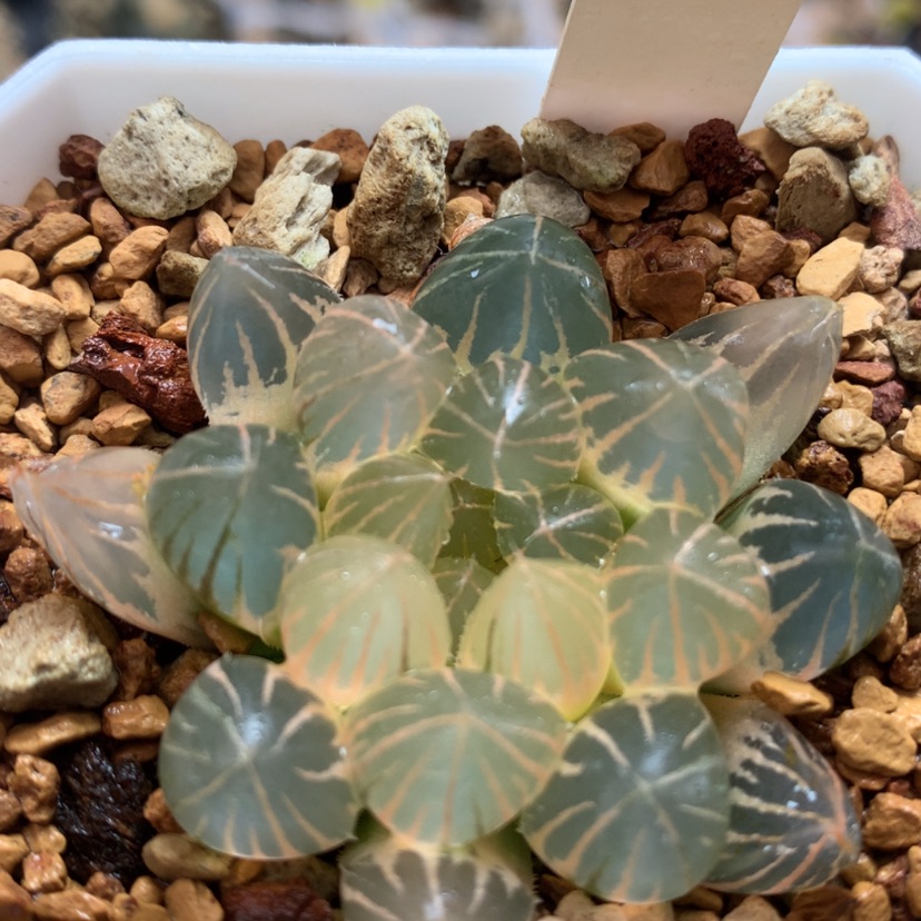 【闪购商品】781霓虹灯玉露