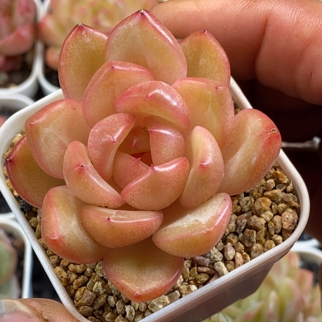 天官赐福百无禁忌