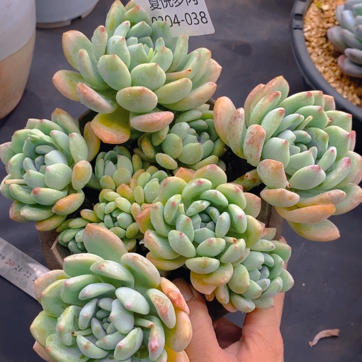 夏悦多肉0304-38望舒
