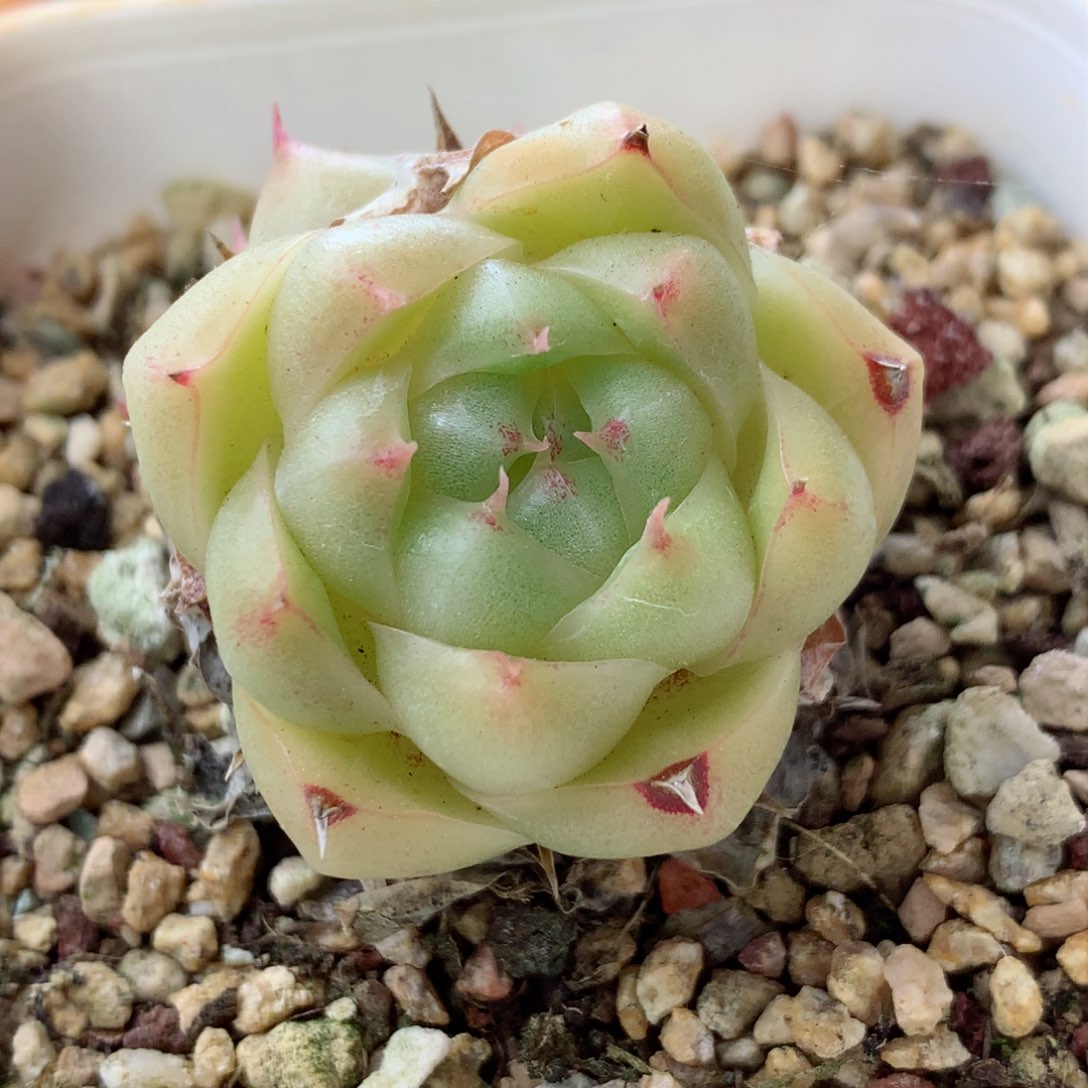 58包邮  群生不包整麦秆26