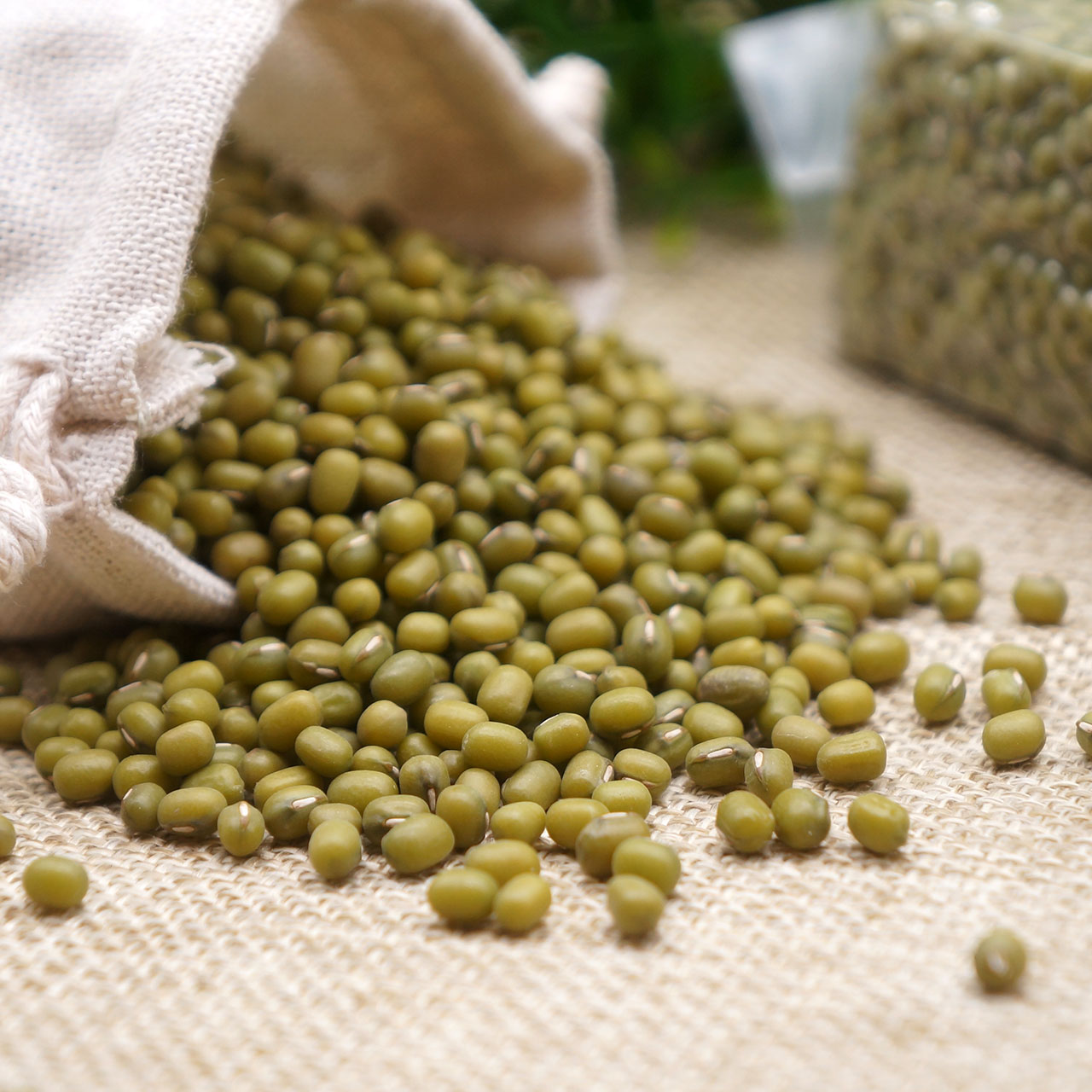 新鲜绿豆东北农家自产小绿豆发芽绿小豆杂粮散装包邮绿豆汤