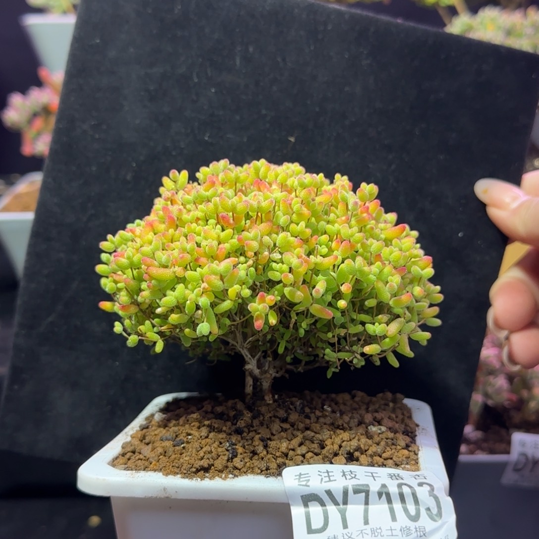 dy103精控蜜橘直杆冠幅9cm