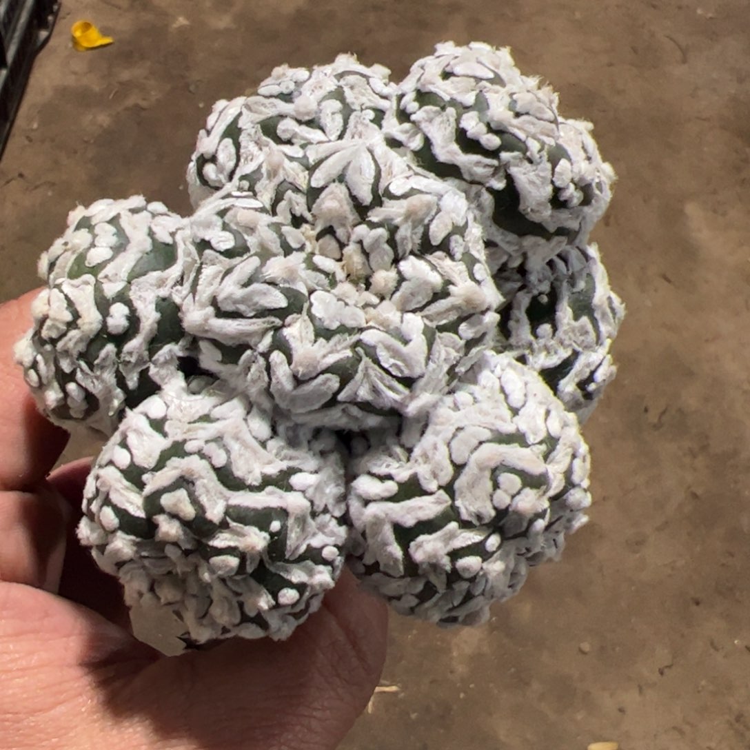 琉璃宽v兜群仙人球761