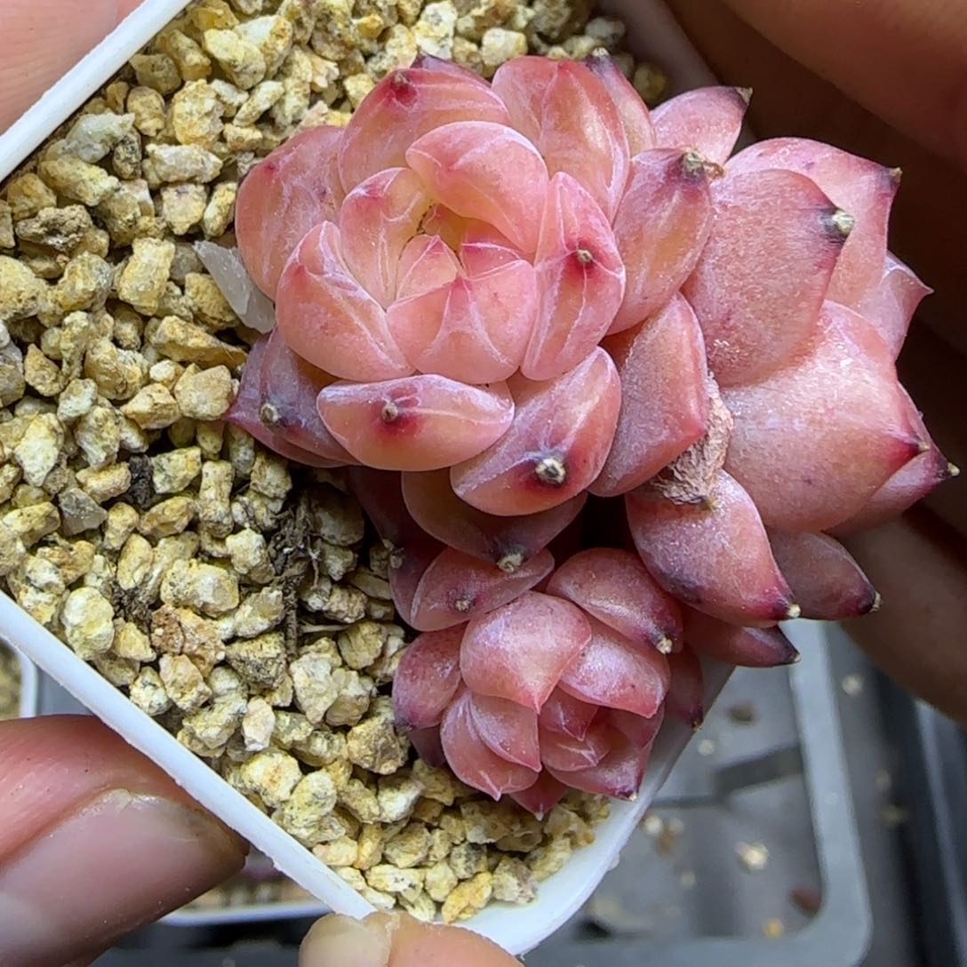 一物一拍珍妮11245