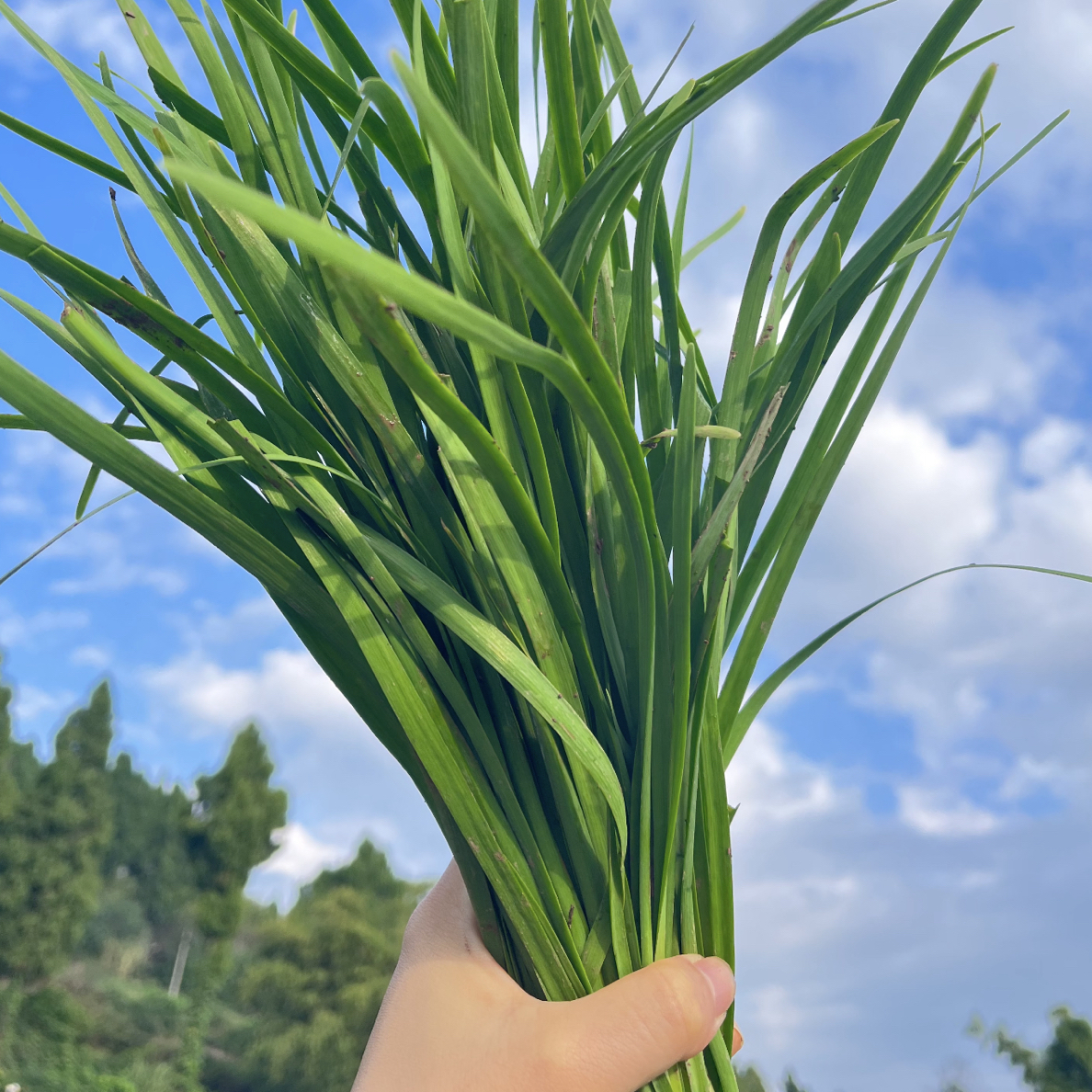 【顺丰包邮】农家新鲜韭菜顺丰发货时令蔬菜3斤