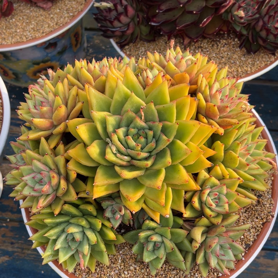 从前慢多肉精选编号0311.原始凯罗拉恩