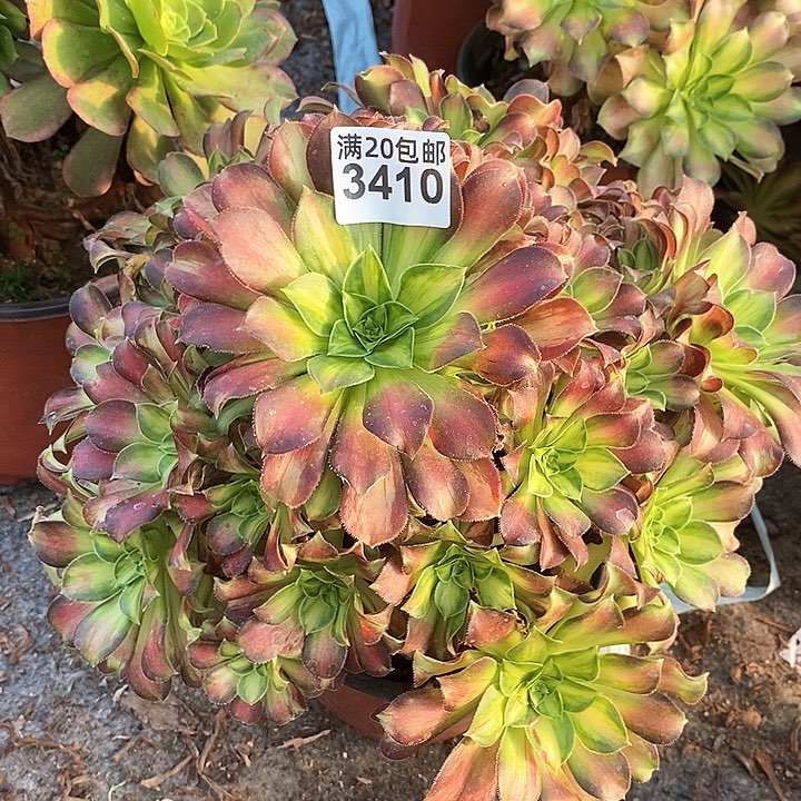 3410 一颗韶华法师