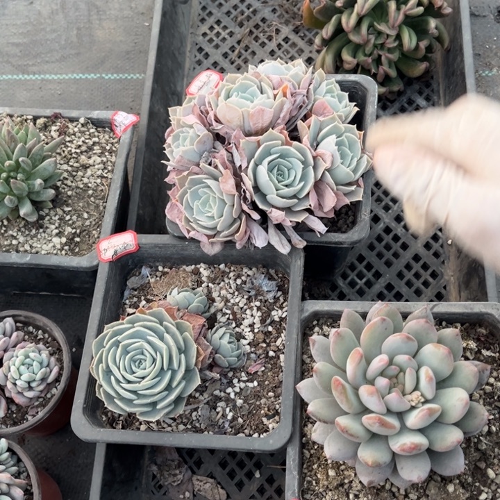 冰****鹰爪圣卡无主头半夏鲁氏