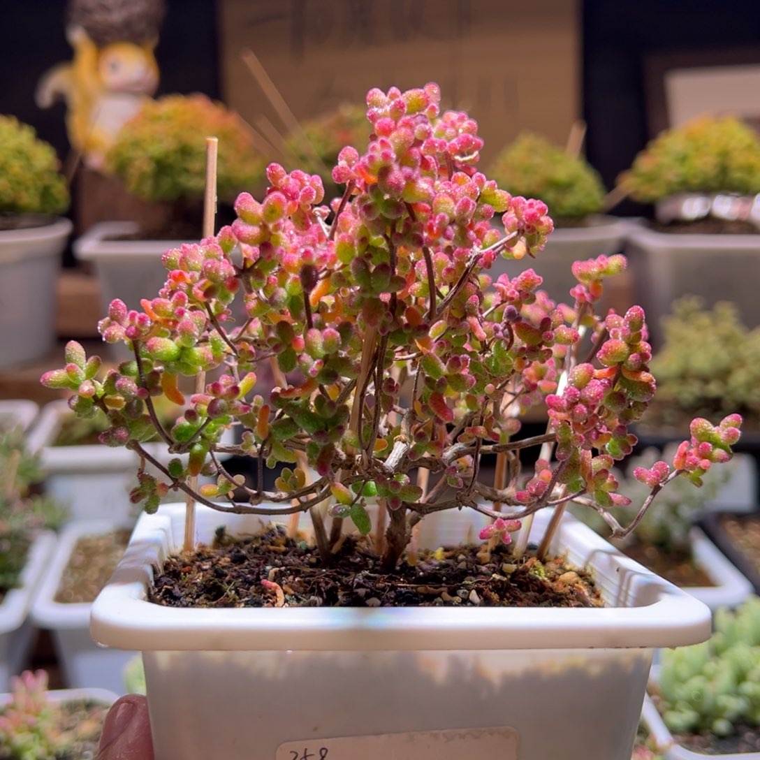 342花斑露一物一拍包开箱