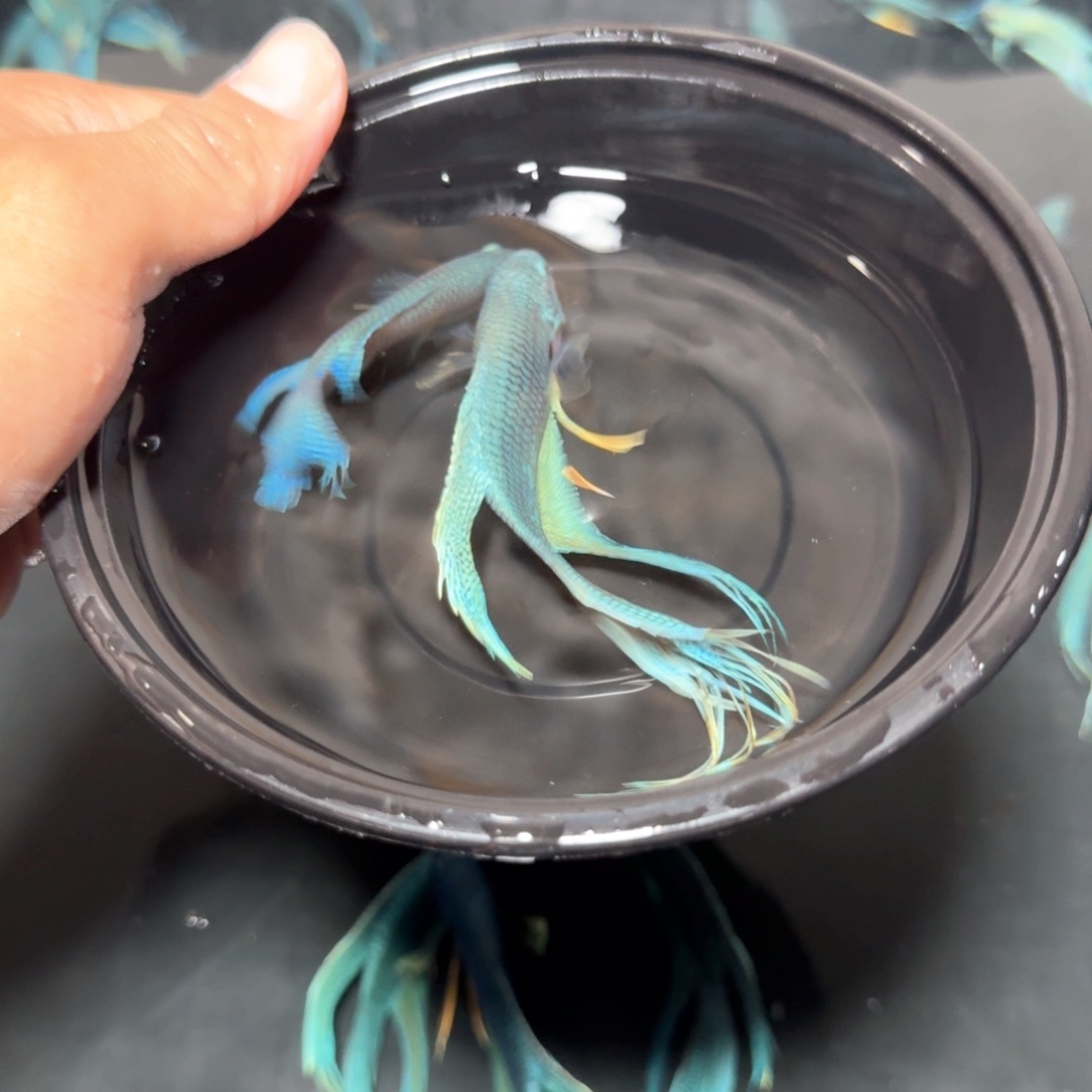 斗鱼直播间对图无纹蓝45