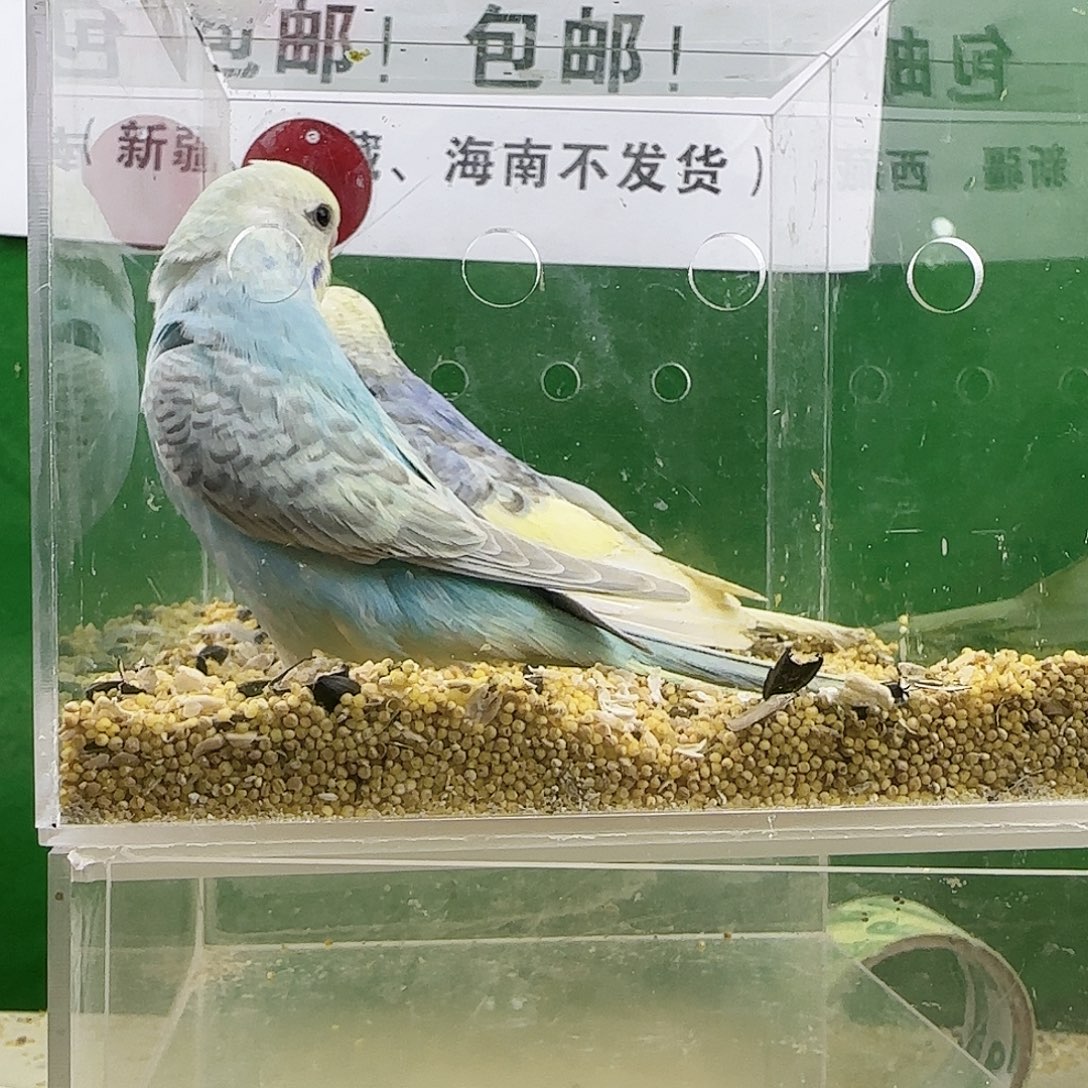 虎皮鹦鹉大头鹦鹉