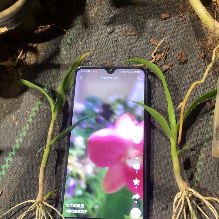 完全开放暹罗公主，2个小小苗5公分