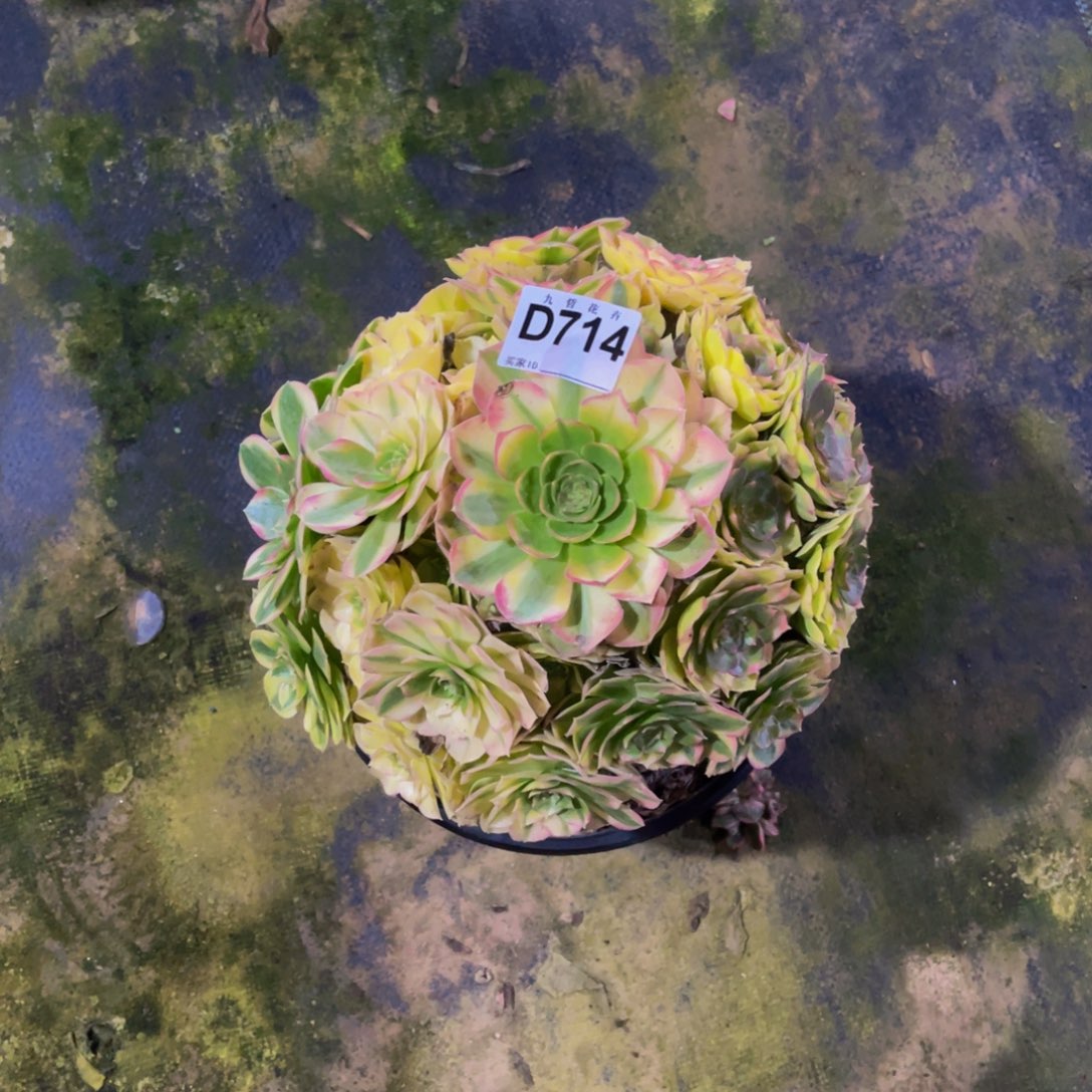 蜀***家71400雨荷福利一颗