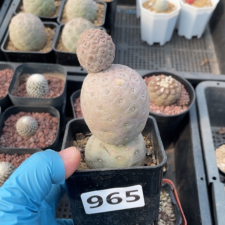 一***官965大型鹅蛋习志野多头