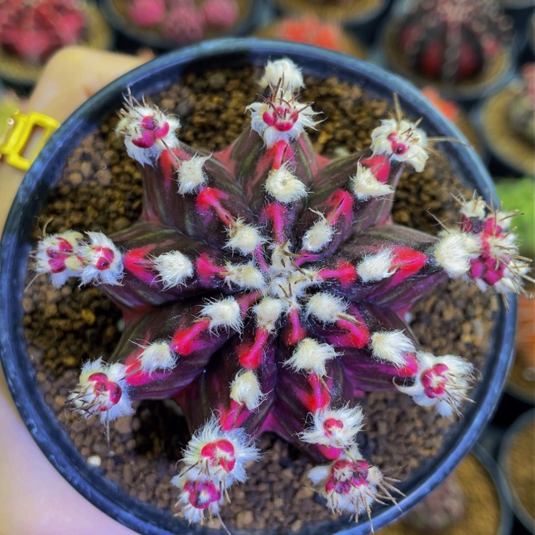 高绒黑洞出侧芽128一个