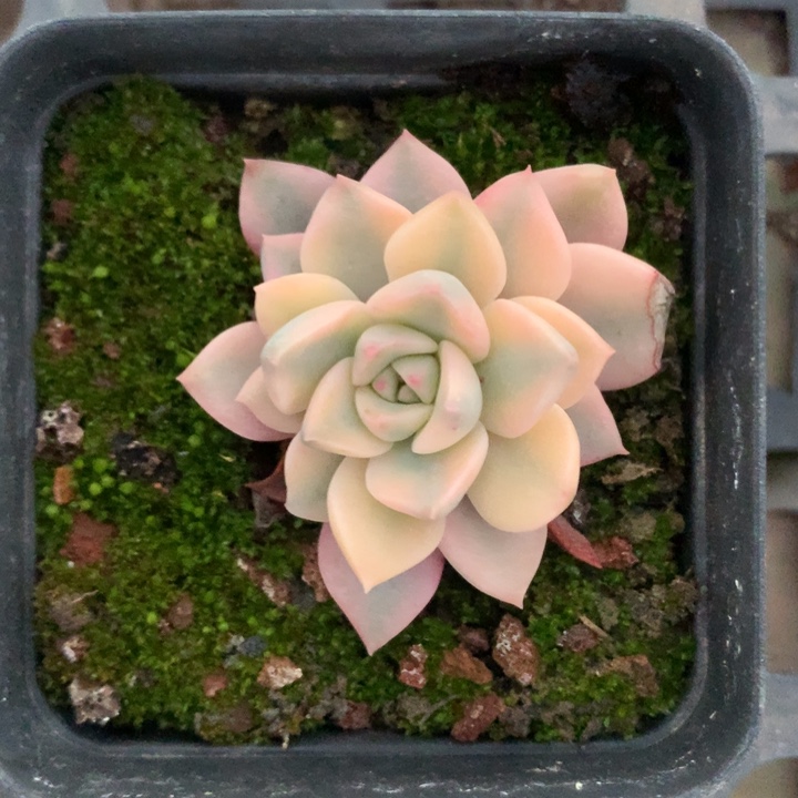 z***i红粉佳人锦脱土发货