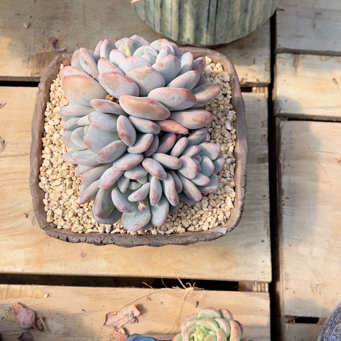 英*橙梦露杂交多肉