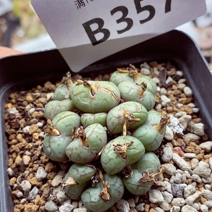 我是一只小小鸟地域鬼的人357