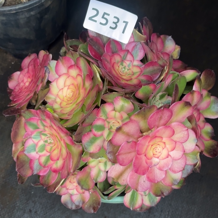 荔枝多肉特价发货