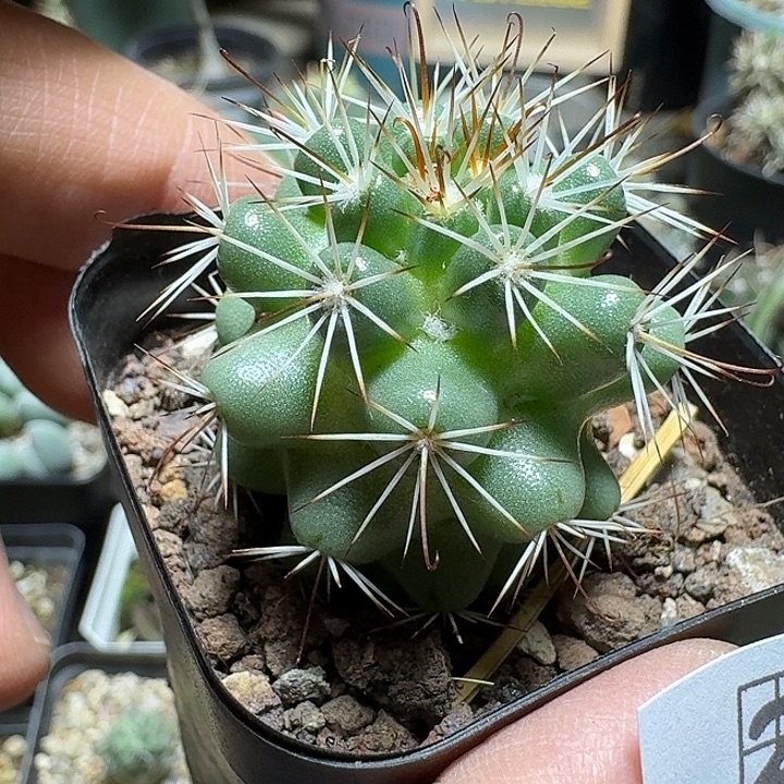 220蓬莱宫脱土发货