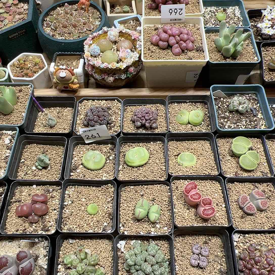 【闪购商品】文*样文小样 
