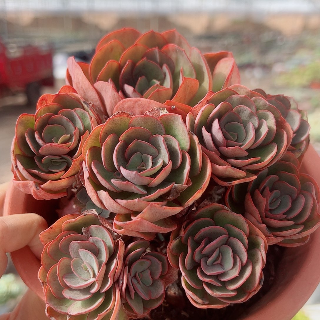 秀妍玫瑰多头群生老桩精控