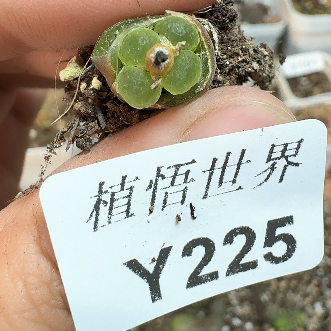 225号多肉植物哇d f