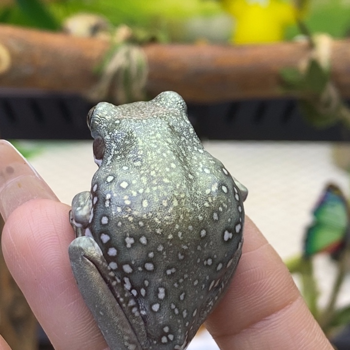 小****老爷树蛙澳蓝定向