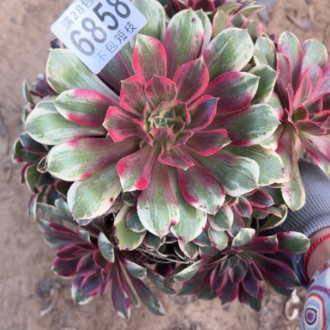 浣纱多肉植物法师6858
