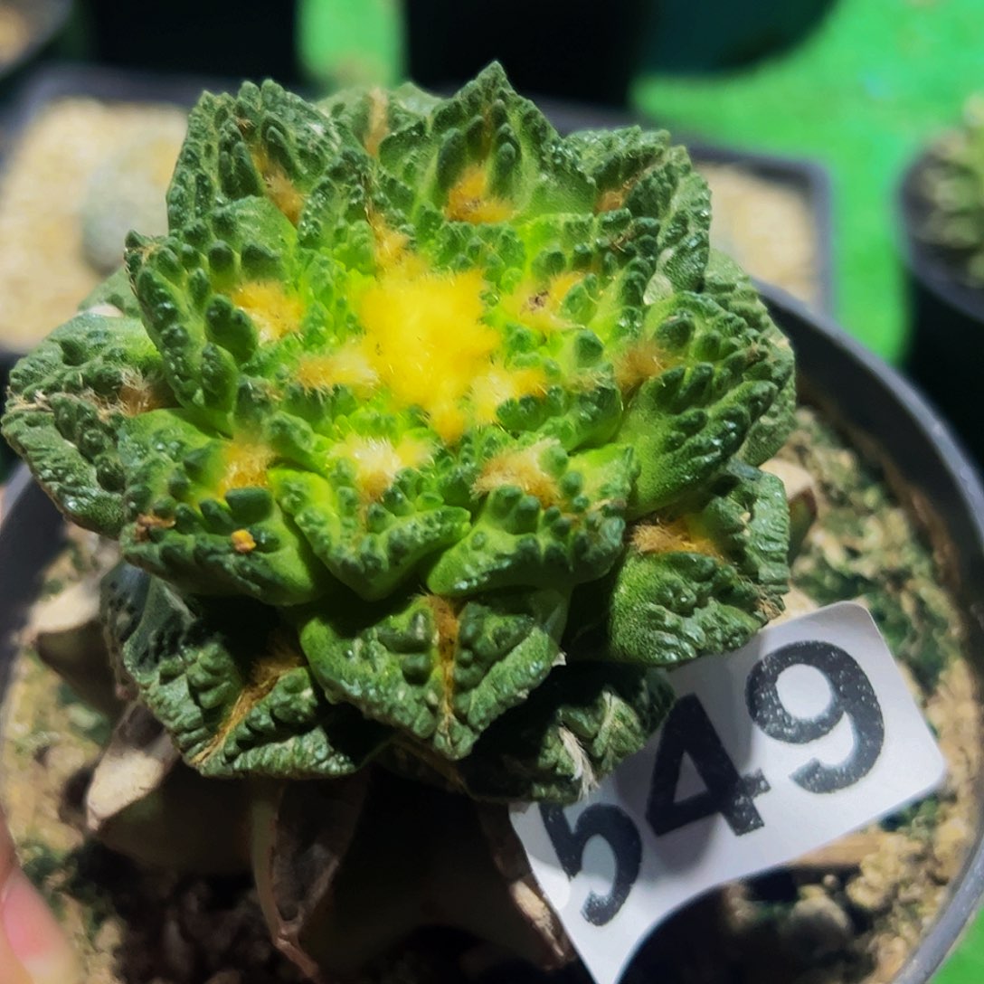 无花朵福利龟甲牡丹549