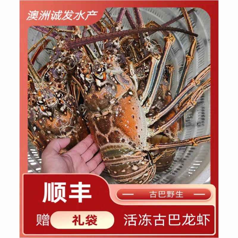 古巴大龙虾 鲜活速冻超大澳龙冷冻 生冻发货澳洲特大波龙