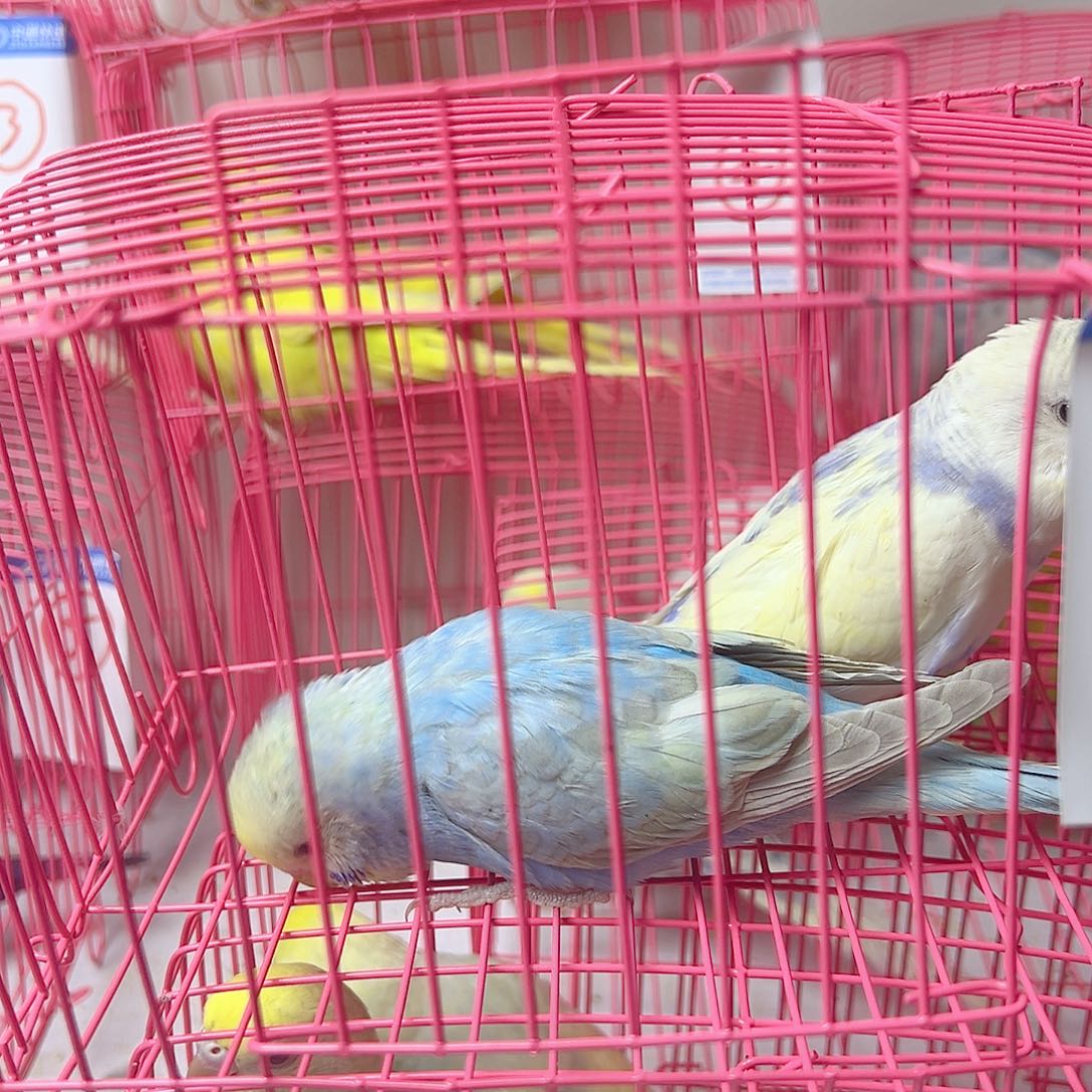 虎皮鹦鹉小金彩虎皮