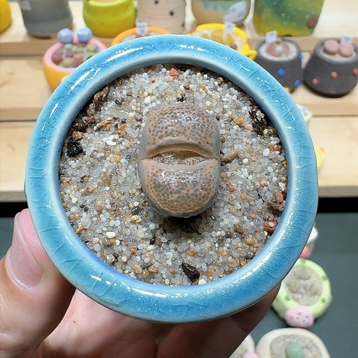 红陶蘑菇846碧琉li