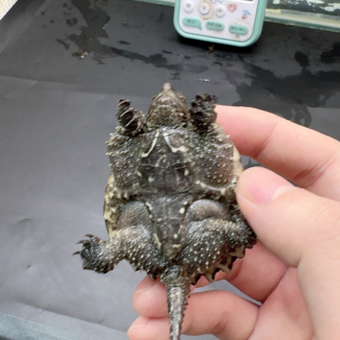 小鳄龟不分公母11