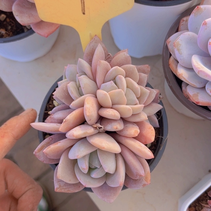 健健康康平平安安