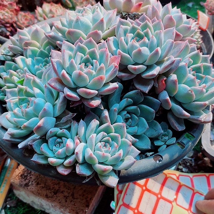 葵***花如梦令精品多肉一物一拍34号