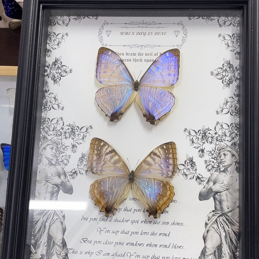 有机玻璃蝴蝶标本