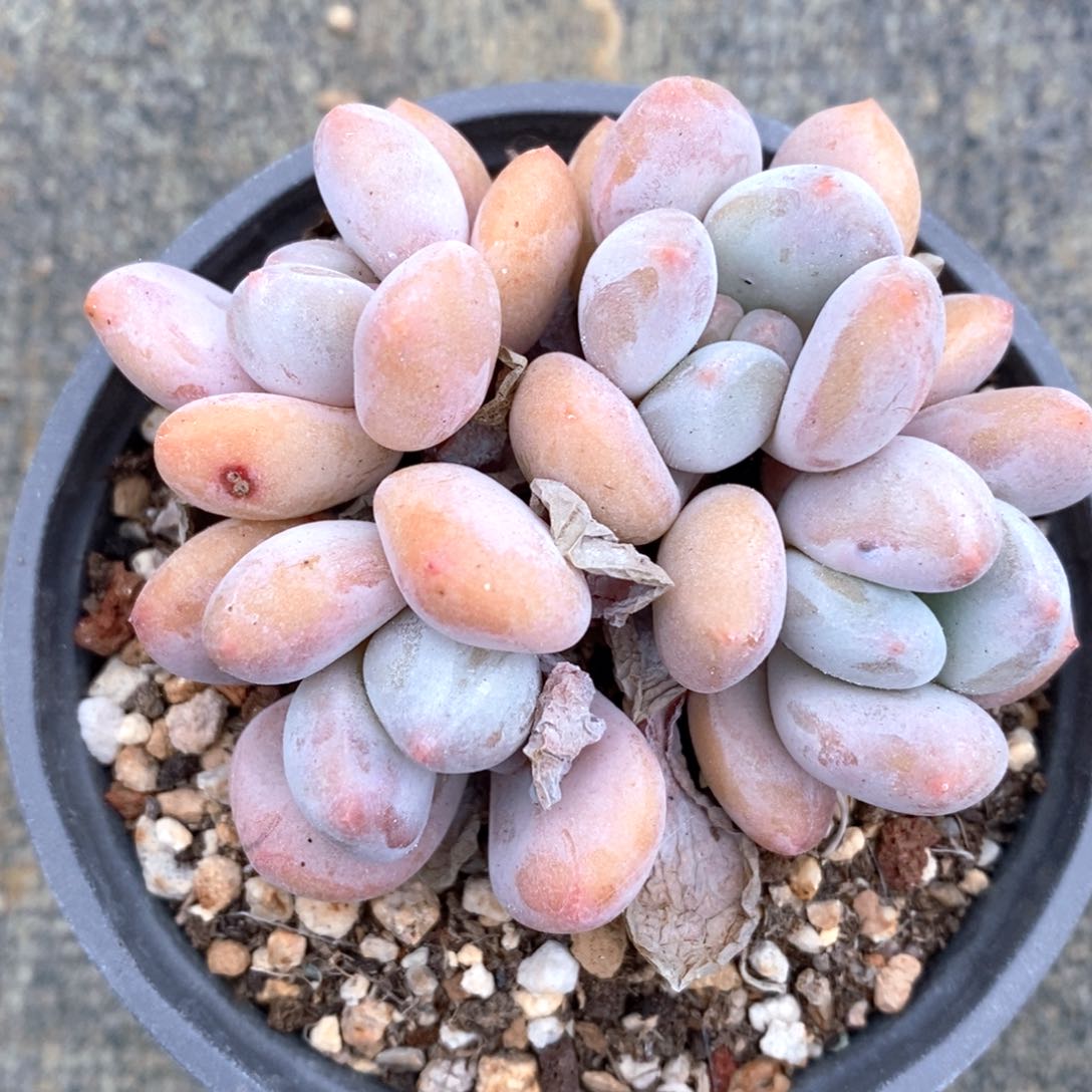 可问品种，下滑链接更多多肉选择自助下单-