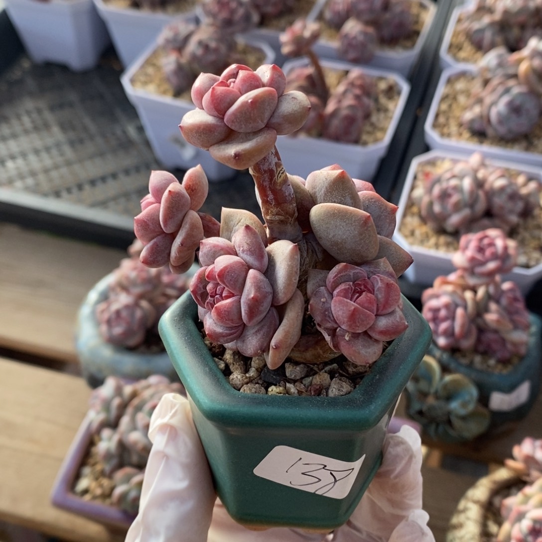 五头树盆肉一起哈