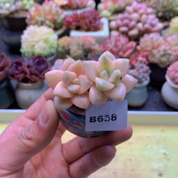 一物一拍满38包邮B638